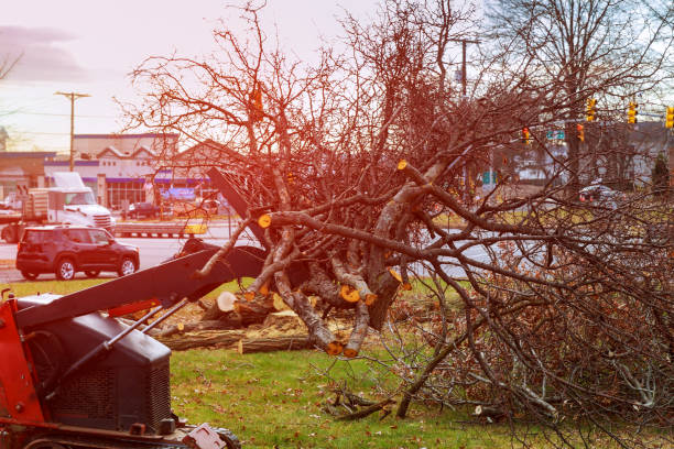 How Our Tree Care Process Works  in  Mascotte, FL